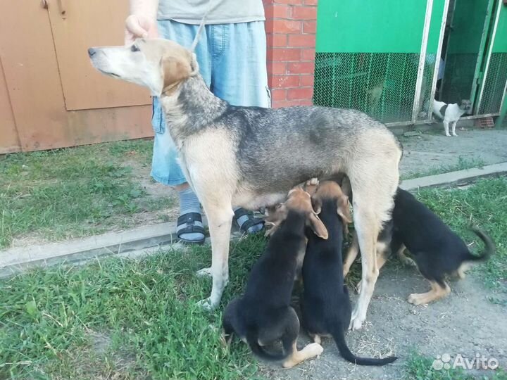 Русская гончая