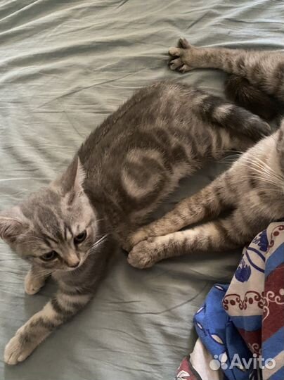 Британская кошка и кот