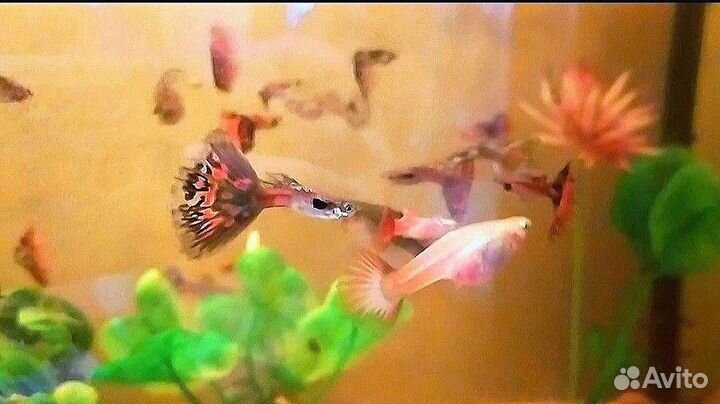 Аквариумные рыбки гуппи