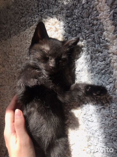 Котята бесплатно в добрые руки