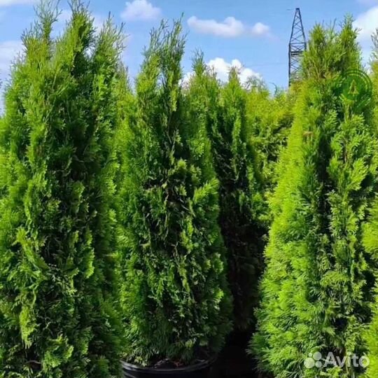 Туя смарагд с наших полей