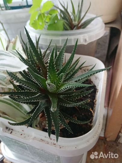 Цветы для вашего офиса