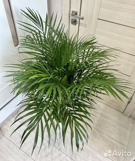 Пальма арека дипсис
