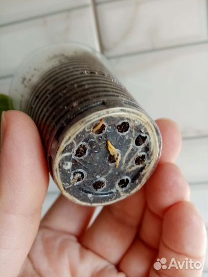 Бугенвилия Pixie Queen