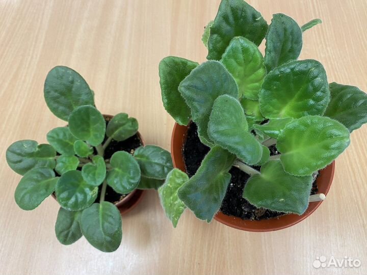 Фиалка в горшках