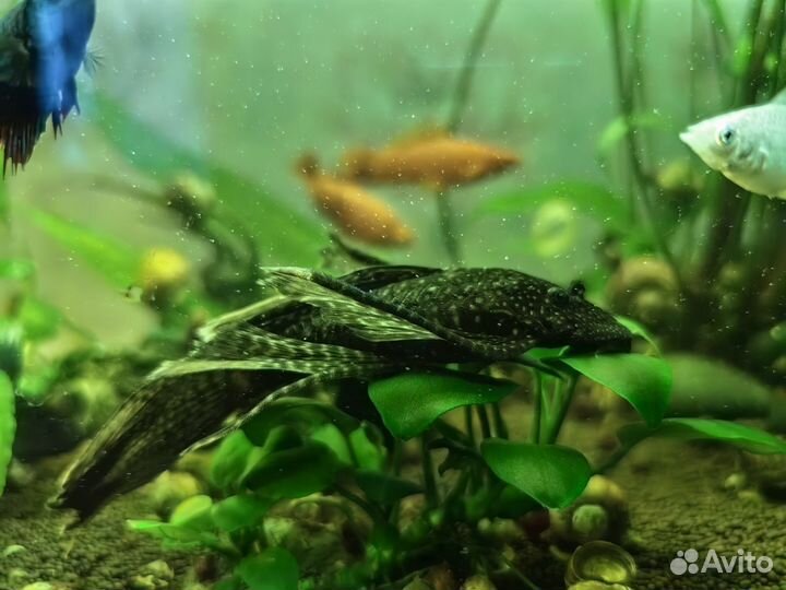 Сомики анциструсы альбиносы и тёмно-серые