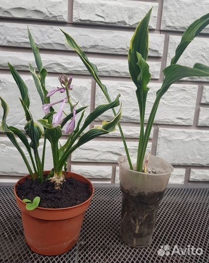 Хосты сортовые