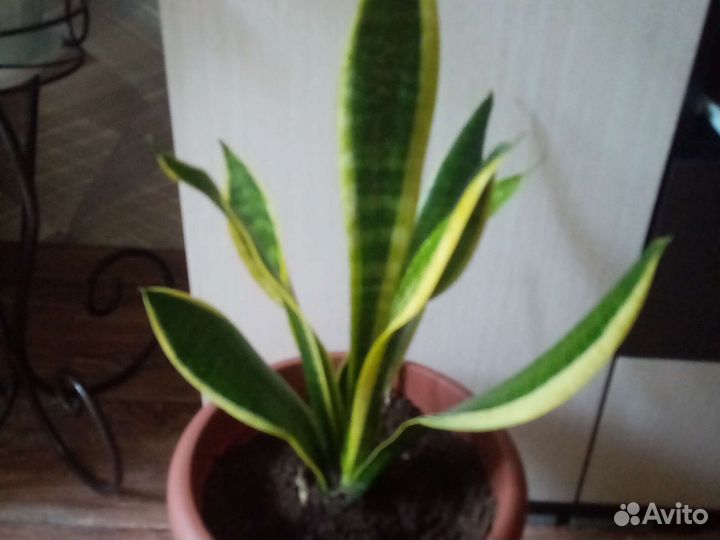 Сансевиерия