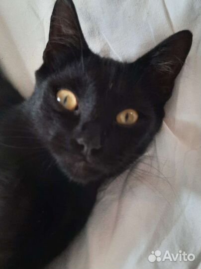 Игорёк котик в добрые руки