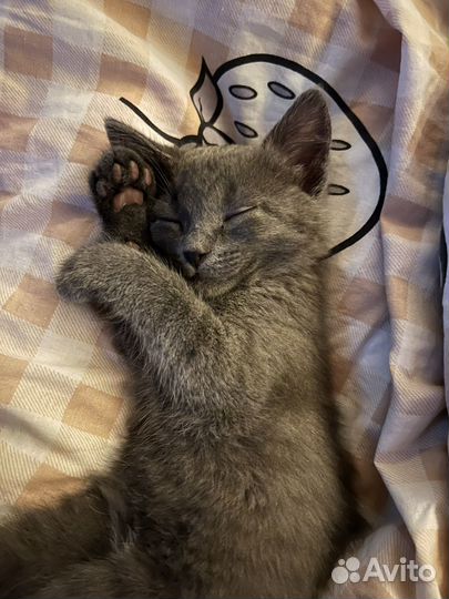 Котенок метис в добрые руки