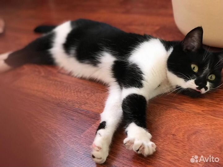 Кошка