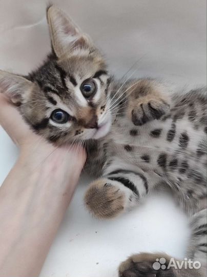 Котята в добрые руки, 2 месяца