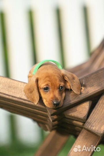 Щенки таксы миниатюрной от родителей чемпионов