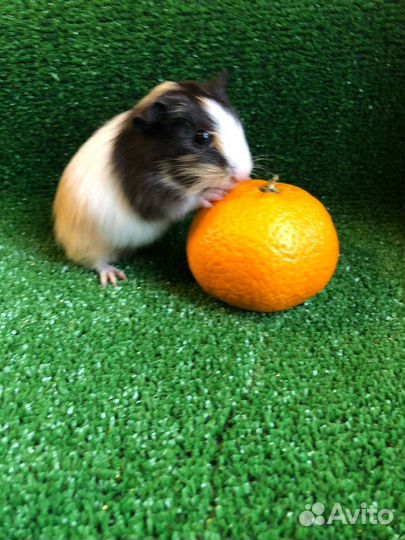 Морские свинки. Девочки. 1 мес