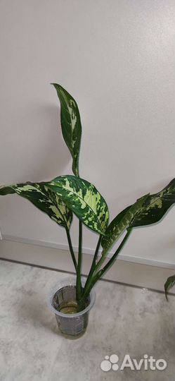 Диффенбахия индонезия