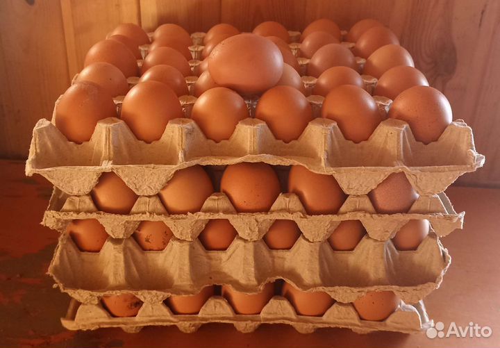 Домашние куриные яйца