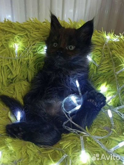 Котята мейн-кун