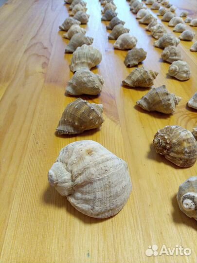 Ракушки морские