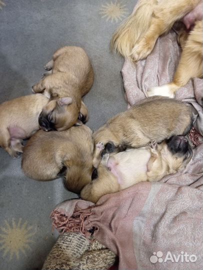 Продам щенков пекинеса