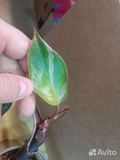 Филодендрон Белый рыцарь knight