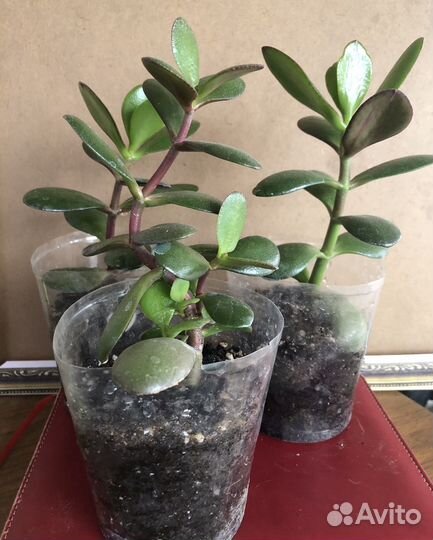 Крассула толстянка