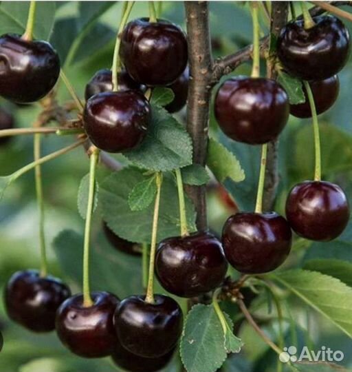 Вишня саженцы