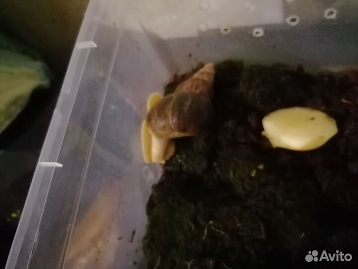 Улитки ахатины