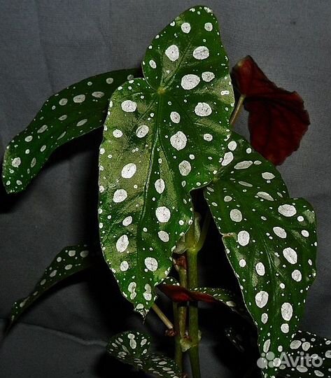 Бегония Макулата.Эпипремнумы.фикуслирата