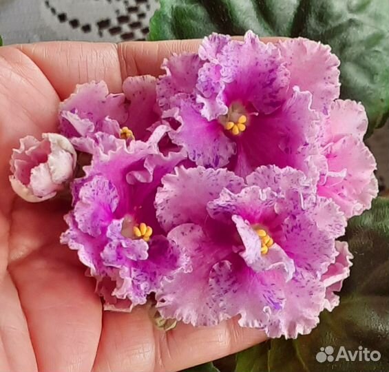 Фиалки детки