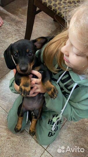 Такса щенки