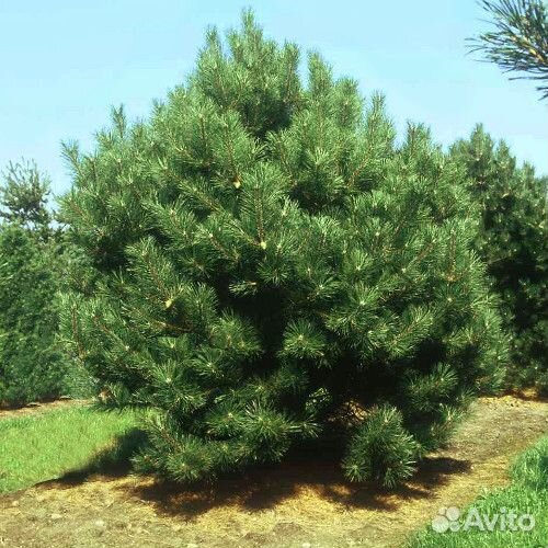 Сосна крымская, горная семена