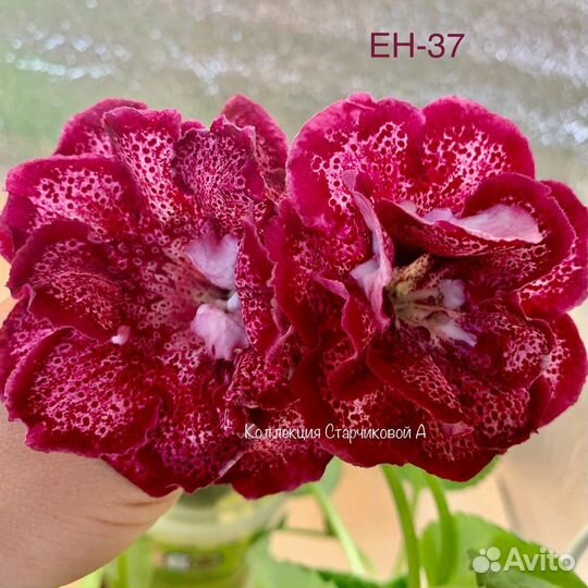 Клубешки Глоксиний