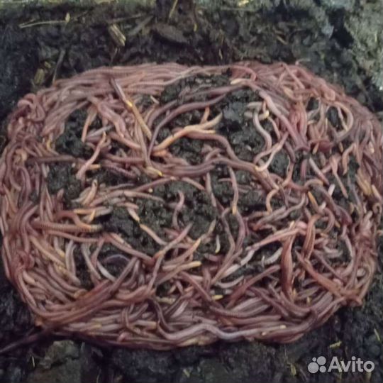 Продам червя