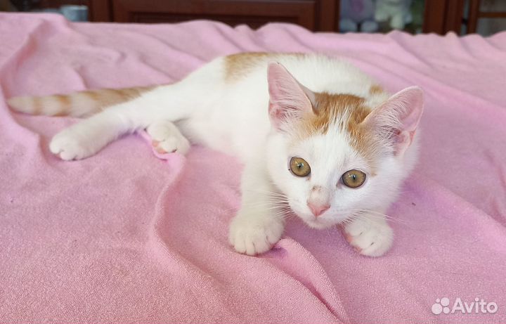 Котёнок мальчик