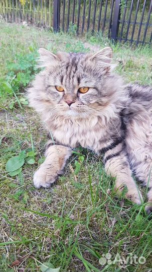 Шотландский кот вязка