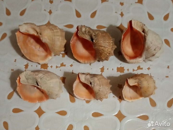 Морские ракушки