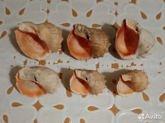 Морские ракушки