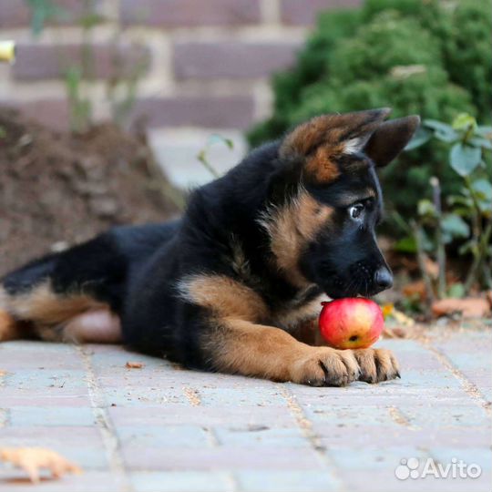 Щенки на любой вкус
