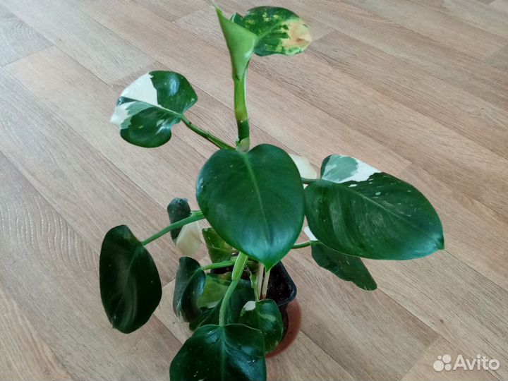 Филодендрон вайт wizard