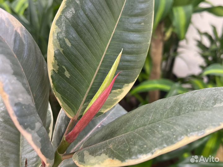 Фикус эластика Тинеке