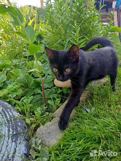 Котята (привиты, девочка стерилизована)