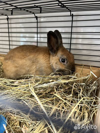 Декоративный кролик