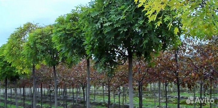 Ясень Обыкновенный