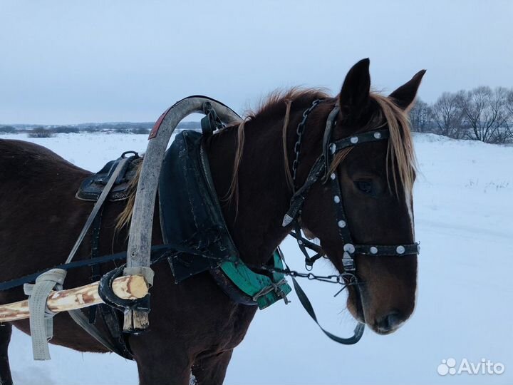 Лошадь