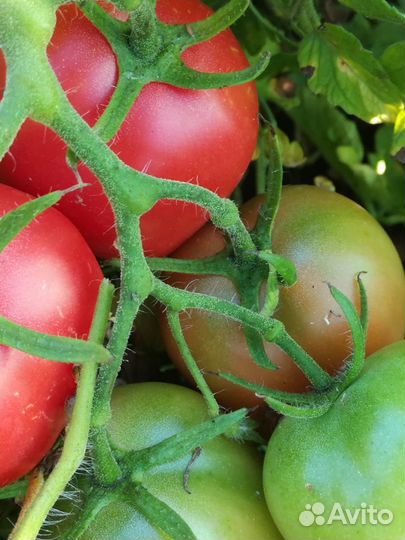 Семена суперурожайного томата О-ля-ля