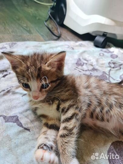 Отдам котёнка в добрые руки