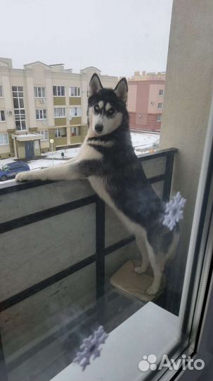 Домашние животные