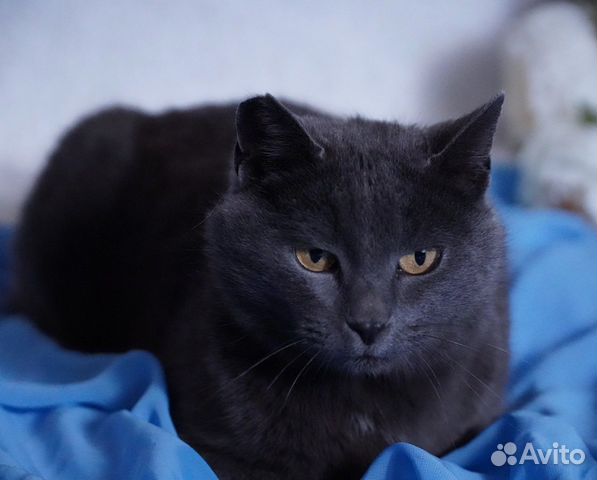 Кошечка в хорошие руки купить в Белгороде | Животные и зоотовары | Авито