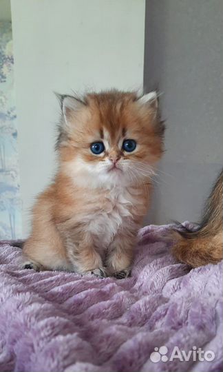 Британские котята