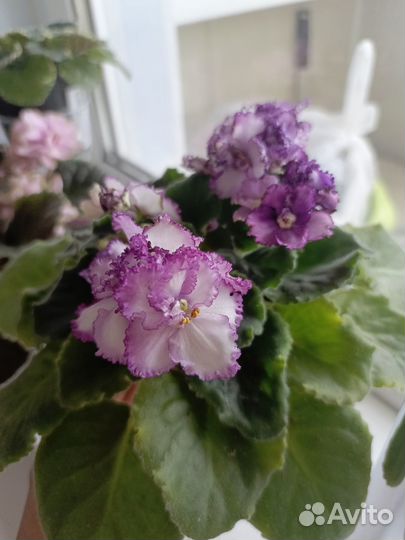 Сортовые фиалки